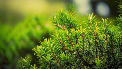 Close-up of tea tree, a blurred background.