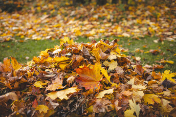 Close-up of hands gathering colorful autumn leaves into a pile on a green lawn. The vibrant yellows, oranges, and browns capture the essence of fall outdoor activity