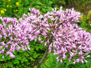 Ad&eacute;nostyle &agrave; feuilles d'alliaire