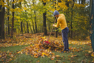 Man in a yellow sweater and beanie raking autumn leaves in a colorful forest. The golden foliage...
