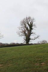 Obraz premium Solitary Tree on a Hill: Minimalist Landscape View