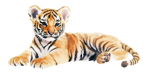 Obraz premium Watercolor tiger cub lying down, clip art on a white background.