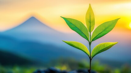 Obraz premium natural transpiration photosynthesis oxygen released by plants into the atmosphere close up focus on microscopic details vibrant Overlay clear blue sky