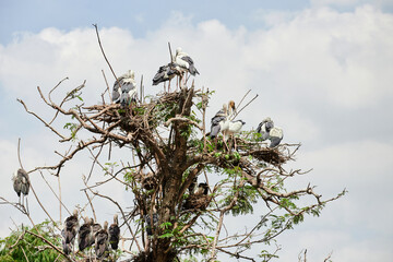 Flock of Painted Stork (Mycteria leucocephala) perching on branch