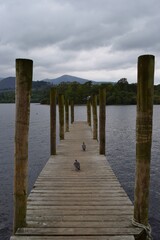 Fototapeta premium Ducks on the wooden pier at Derwentwater