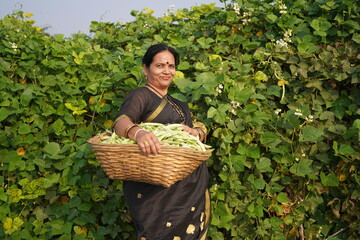 Fototapeta premium Indian woman picking runner beans, Carrying knitted basket in the runner beans field.