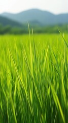 Obraz premium Lush green grass swaying gently in the breeze against a mountainous backdrop.