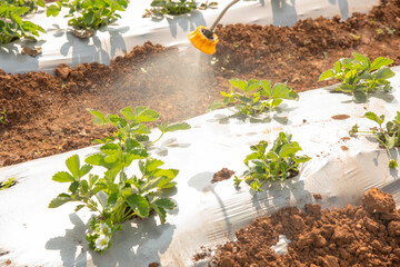 Indian farmer spraying fertilizer on strawberry plant.