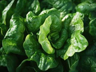 Obraz premium Spinach leaves close-up