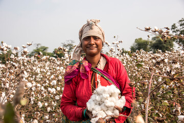 Indian woman harvesting cotton in a cotton field.