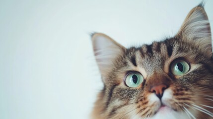 The Curious Cat Close-Up