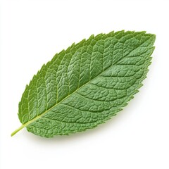Obraz premium A single mint leaf isolated against a white background.
