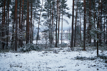 drzewa,widok  © Marcin Łazarczyk