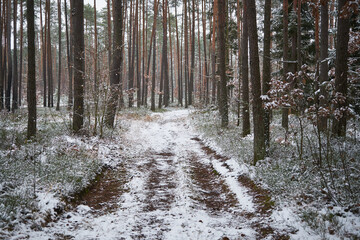 leśna droga,zima  © Marcin Łazarczyk