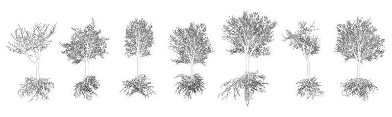 Set of contour trees with roots. Beautiful deciduous bare trees. Vector illustration
