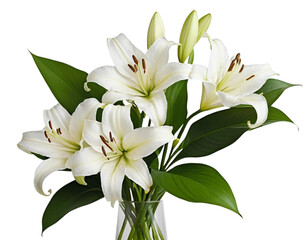Obraz premium white lily isolated on white