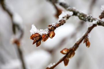 Snow covered buds on a tree twig. Forest in winter, frost weather