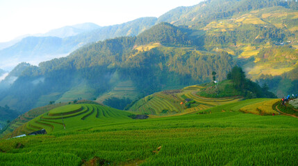 Obraz premium Rice terrace Field Green agriculture rainny season dark cloud amazing landscape. Sustainable Ecosystem rice paddy field Vietnam green nature farm land. Golden green rice terraces tropical landscape