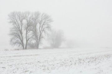 Obraz premium A serene winter landscape with bare trees in a foggy, snowy setting.
