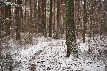 las ,ścieżka,zima  © Marcin Łazarczyk