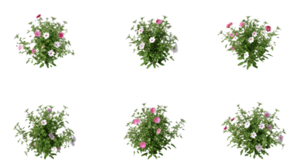 set of Garden tree  mallow flower plants PNG on white background.AI GENERATED