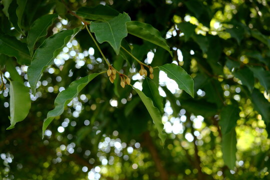 Young flowers of Mimusops elengi or Bullet wood or Bullet cherry on branch and leaves.