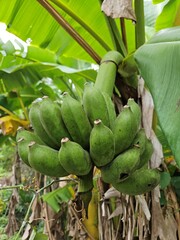 Fototapeta premium Ripe banana bunch on the tree, in the garden at Mekong Delta Vietnam.