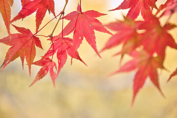 赤く紅葉したモミジの葉のクローズアップ