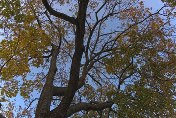 Maple tree loses its leaves in autumn.