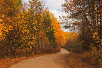 Droga przez las w czasie jesieni