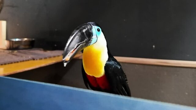 南国のカラフルでかわいい鳥、オオハシのアップ