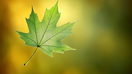 Fototapeta premium Single Green Maple Leaf Backlit Nature Botany Ecology