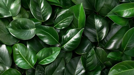 Obraz premium Lush Green Leaves Background Nature Texture Foliage Botany Plants