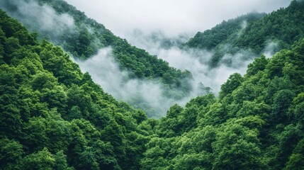 Obraz premium Misty Mountain Forest Lush Green Trees Fog Nature Landscape Photography