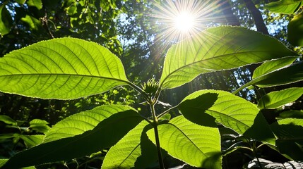Sunlit Green Leaves Forest Canopy Nature Photography
