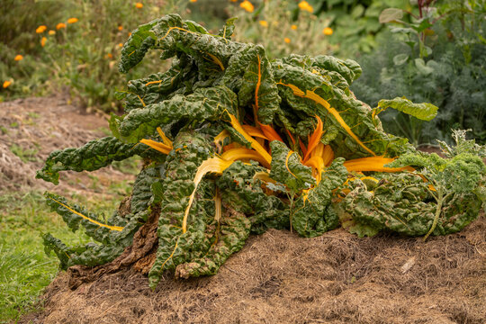 photo exemple de culture en permaculture, en &eacute;t&eacute; avec des l&eacute;gumes comme des belles blettes jaune, sur lit de foin, butte de permaculture