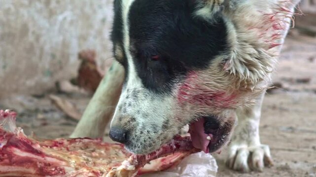 Dogs gnaw bones, close up. Giant aggressive dog chewing bone. Kangal big dangerous dog eating. Security guardian pet. Close up on portrait of dog bloody mouth. Angry dog eating meat.