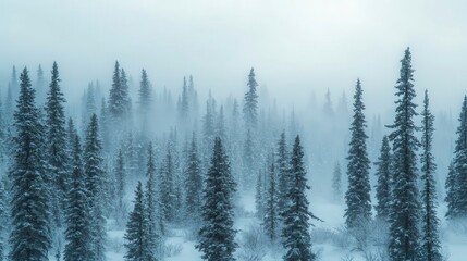 Obraz premium Misty Winter Forest Snow Covered Pine Trees Frozen Landscape