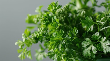Fototapeta premium Fresh Chinese Celery. Culinary Delight theme