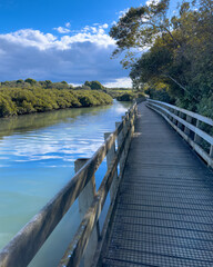 Auckland, New Zealand. Westmere peninsula coastal walkway. Boardwalk and mangroves in a tidal estuary. View of Meola Reef - Te Tokaroa.