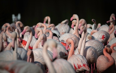 Detail of a group of flamingos together, on a lake.