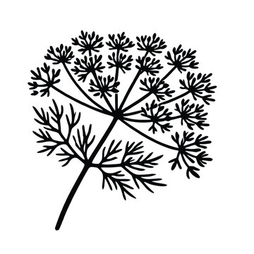 black dill flower on white background clip art preview