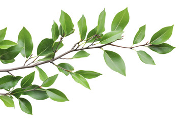 Fototapeta premium Green leaves on a branch gently swaying in the air, cut out - stock png.