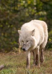 portrait en vertical d'un joli loup artique, avec une superbe fourrure épaisse et blanche