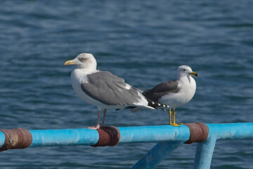 Fototapeta premium Slaty-backed Gull (Larus schistisagus) and Black-tailed Gull (Larus crassirostris), both adult gulls perched on a harbour structure, Hyuga, Kyushu, Japan. A good comparison of the size difference.