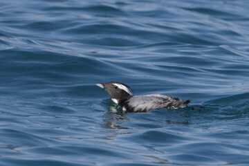 Japanese Murrelet or Crested Murrelet (Synthliboramphus wumizusume) swimming off Hyuga, Kyushu,...