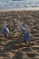 オーストラリアのメルボルンの海沿い