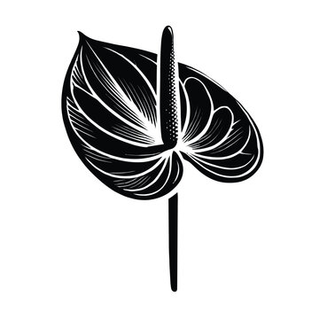 black anthurium flower graphic on white clip art preview
