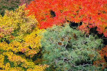 京都東福寺の紅葉