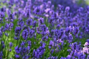 Naklejka premium Close-up of vibrant purple lavender flowers in full bloom under sunlight.